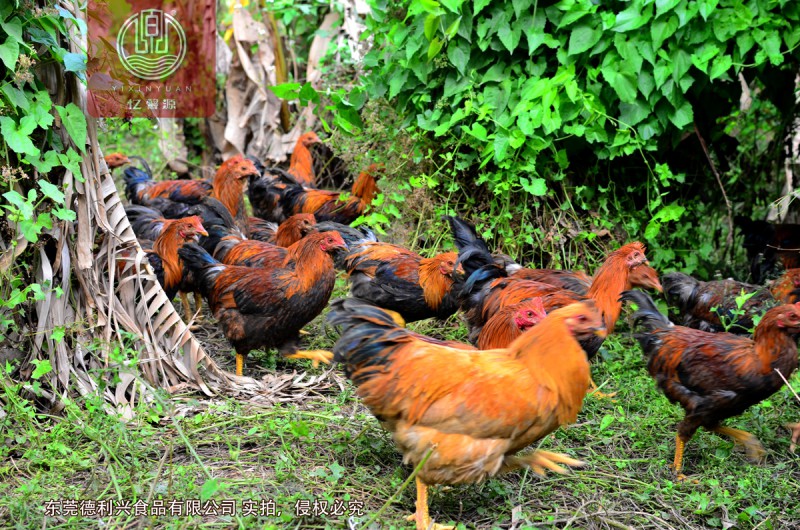 看到網(wǎng)上有賣(mài)走地雞的是正宗的嗎，憶馨源土雞發(fā)快遞過(guò)來(lái)還新鮮嗎