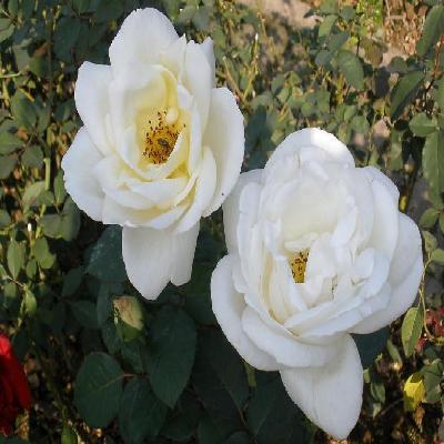 青島平度VR全景拍攝會議跟拍年會活動生日拍攝