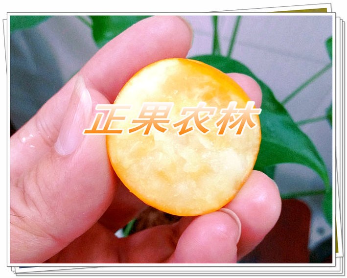 正宗融安滑皮金桔苗原產(chǎn)地新產(chǎn)上市當(dāng)天發(fā)貨全國(guó)包郵