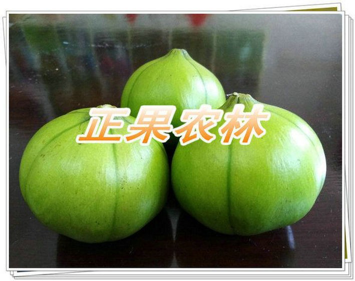 廣西精選三年桐種子新產(chǎn)上市供應(yīng)