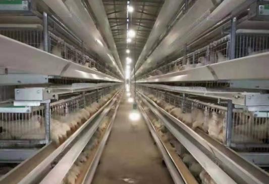 六層養(yǎng)雞設(shè)備蛋雞籠 自動化養(yǎng)雞設(shè)備生產(chǎn)廠家