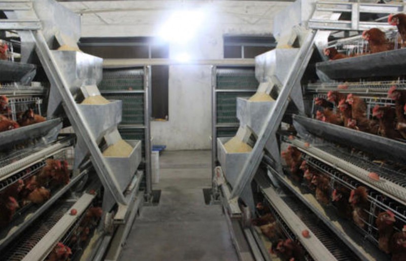 蛋雞籠 肉雞籠 育雛雞籠 養(yǎng)雞設(shè)備生產(chǎn)廠家