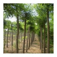 山西占地國槐 核桃樹 山楂樹 梨樹